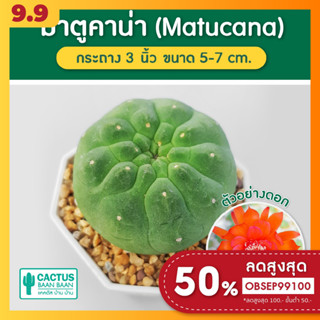 มาตูคาน่า ( Matucana Madisoniorum ) แคคตัส กระบองเพชร