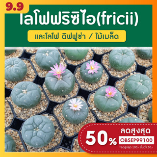 แคคตัส โลโฟ ฟริซิไอ Lophophora fricii &amp; Diffusa (ไม้เมล็ด)