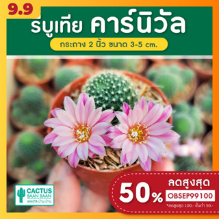 รีบูเทีย คาร์นิวัล รีบูเทีย ดอกชมพู (Rebutia) แคคตัส กระบองเพชร สายดอก