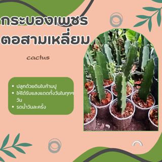 ต้นกระบองเพชรตอสามเหลี่ยม ตอแคคตัส cactus