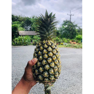 สับปะรด ตราดสีทอง สดๆ จากสวน 0.8-1.2 kgต่อลูก ราคาถูก