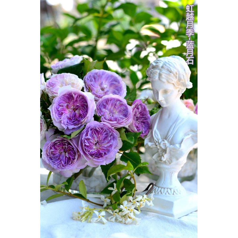 บลูมูนสโตน พร้อมส่ง ต้นใหญ่มาก ตอต้นอายุเกือบ 3 ปี ปกติทั่วไปหลักพัน ร้านเราจัดโปรคืนกำไรให้ลูกค้า🌹 - รูปที่ 2