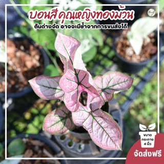 บอนสีคุณหญิงทองม้วน Caladium Bicolor ตรวจสอบขนาดก่อนสั่งซื้อ