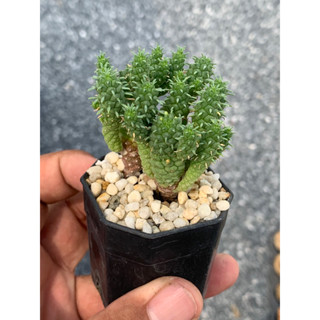 ยูโฟเบียอินเนอร์มิส (euphorbia inermis)