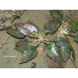 cryptocoryne ferruginea