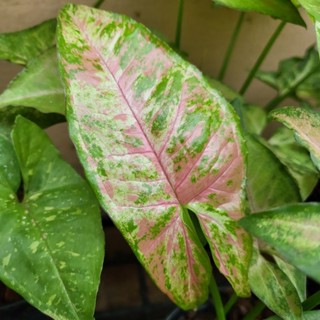 Syngonium Confetti Tricolor  ซิงโกเนี่ยม คอนเฟตติ ไตรคัลเลอร์ ด่างสามสีสวยชัด ต้นไม้ตระกูลเงินไหลมา ไม้ด่าง ไม้ฟอกอากาศ