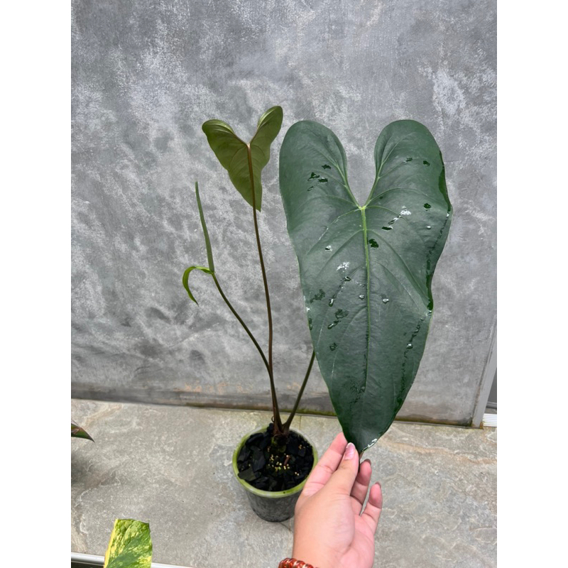 Anthurium nigrolaminum gigi *ฟอร์มใบเรียว หน้าแคบ ต้นใหญ่มากก 2ใบ ให้ดอกแล้ว