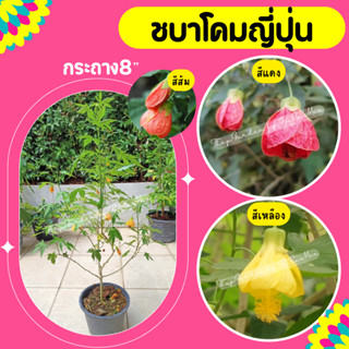 ต้นชบาโคมญี่ปุ่น #ชบาโคม (กระถาง 8 นิ้ว)