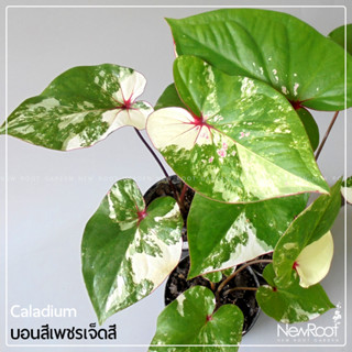 ์NewRootGarden บอนสี เพชรเจ็ดสี กระถาง 4 นิ้ว caladium ไม้ใบ ไม้ประดับในร่ม