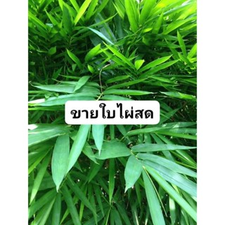 ใบไผ่สด ขายใบสด1กิโลกรัม100บาท(สำหรับต้มทาน)