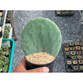 โอพันเทียโรบัสต้าไจแอ้น (Opuntia Rosbusta Giant)