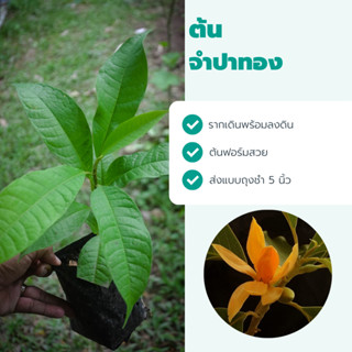 ต้นจำปาทอง ปลูกง่าย กลิ่นหอม ดอกดก Magnolia champaca