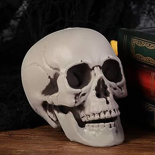 หัวกะโหลกปลอม กระดูก กะโหลก ผี หัวผี สำหรับตกแต่ง ฮาโลวีน บ้านผีสิง Fake Scary Skull for Halloween / Haunted House
