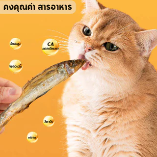 ขนมแมว ปลาแมว ปลาอบแห้งแมว ไม่เติมเกลือ ขนมกินไม่อ้วน ปลอดภัยต่อไต โปรตีนสูงตัว สดใหม่ ขนม สุขภาพ 50 กรัม ขนมแมวฟรีซดรา