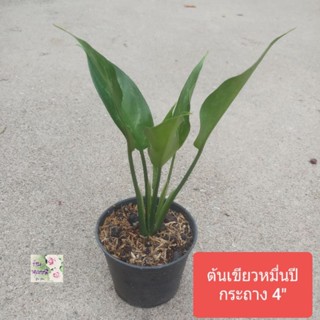 ต้นเขียวหมื่นปี ต้นพาร่ำรวย Aglaonema, Maria Chinese Evergreen กระถาง 4" เป็นต้นไม้มงคล เป็นสิริมงคล และฟอกอากาศได้ดี