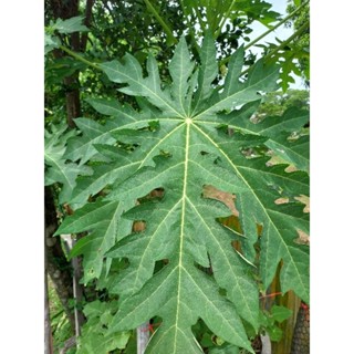 ใบมะละกอสดๆ สมุนไพรต้านมะเร็ง ขายเป็นชุด ชุดละ 5 ใบ