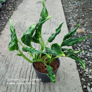 พลูห่อเงินห่อทอง - Epipremnum Aureum Shangri la.