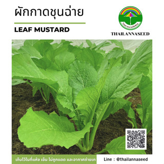 เมล็ดพันธุ์ผักสวนครัว ผักกาดชุนฉ่าย ( ขนาด 3 กรัม ) รหัสสินค…