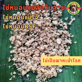 ไข่หนอนแมลงวันลาย ไข่หนอนแม่โจ้ ไข่หนอนโปรตีน ไข่หนอนBSF ไข่หนอนกำจัดขยะอินทรีย์