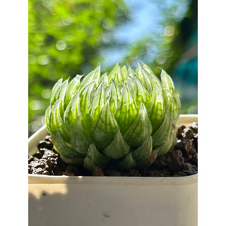 ไม้อวบน้ำ Haworthia Obtusa Cooperi LED mutant (Red cherry) สวย ปลายใบใสๆ น่ารัก  #ฮาโวเทีย #obtusa #haworthia #redcherry