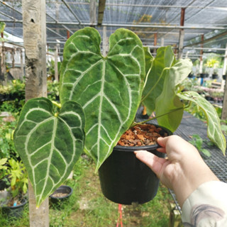 Anthurium Crystallinum hyb