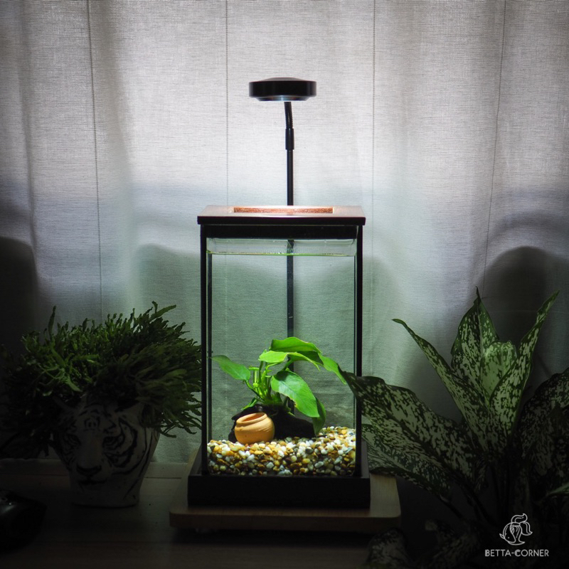 Betta Corner’s tank set 550 บาท ตู้ปลามินิมอล ตู้ปลากัด