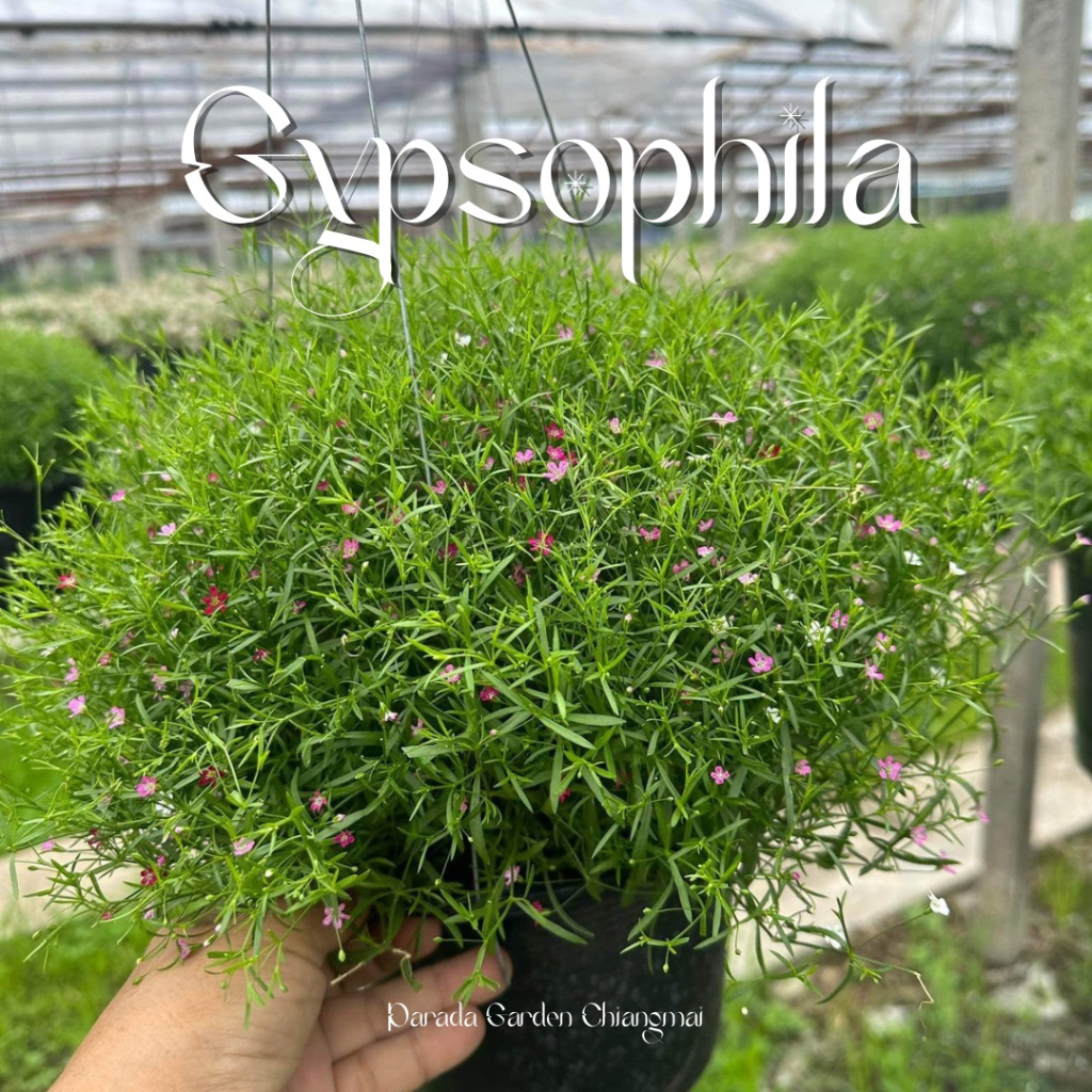 ยิปโซฟิลล่า (Gypsophila) กระถางแขวน 8"
