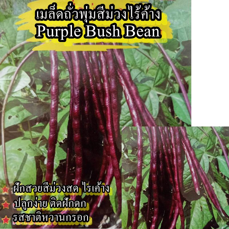 35 เมล็ด เมล็ดถั่วพุ่มสีม่วงไร้ค้าง (ปลูกง่าย ติดฝักดก รสชาติหวานกรอบอร่อย ไม่ต้องทำค้าง ฝักสวยสีม่วงสด)