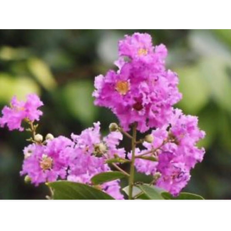ต้นยี่เข่ง (สีชมพู และสีขาว) ไม้พุ่มผลัดใบขนาดกลาง Patsorntree
