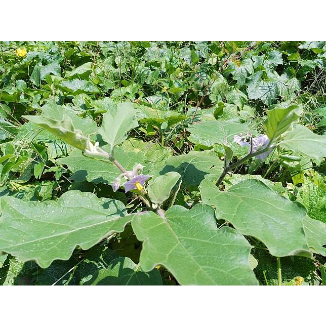 ต้นกล้า มะเขือแจ้  ต้นกล้าละ 9  บาท พร้อมปลูก ซื้อ 10แถม2 - รูปที่ 3