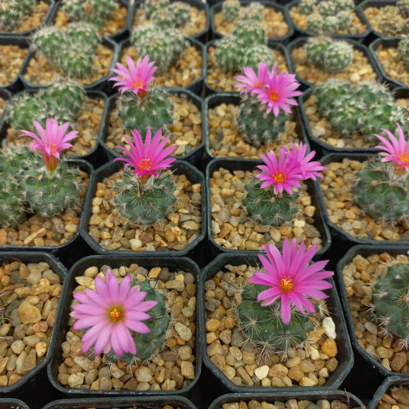 เทอบินิคาปัส โรซีฟอร์รัส (turbinicarpus roseiflorus) ในกระถาง 2 นิ้ว 🌺🌸🌷 🚛 ส่งทั้งกระถาง