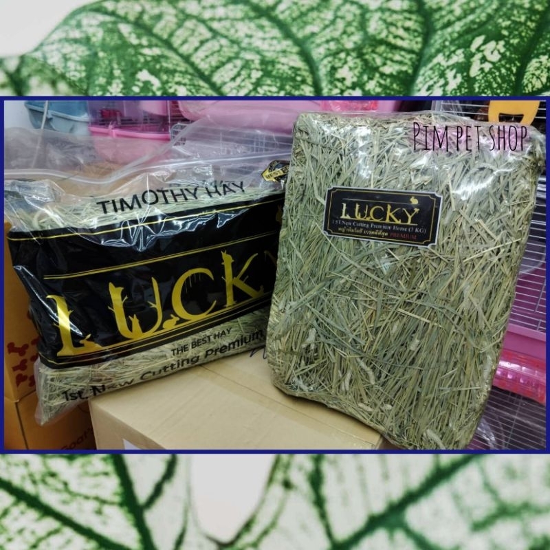 Lucky Timothy Hay หญ้าทิมโมธี่ เกรดพรีเมี่ยม อาหารเสริมโปรตีนสัตว์เลี้ยง สัตว์ฟันเเทะ