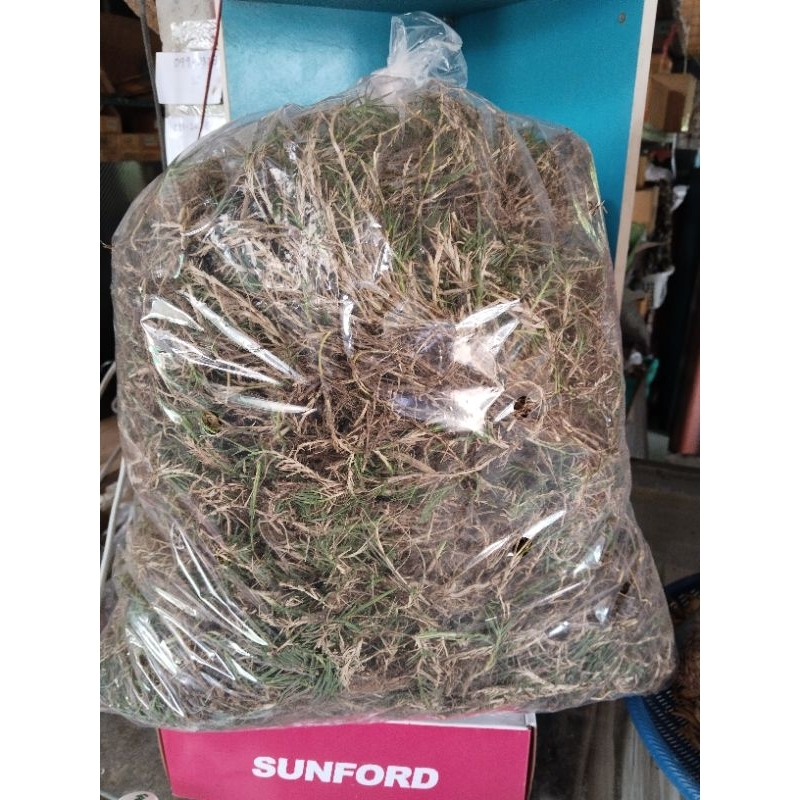 หญ้าแพรก (สำหรับปลูก)ขาย1กิโลกรัม100บาท(ขุดทั้งรากมีดินติดนิดๆ)