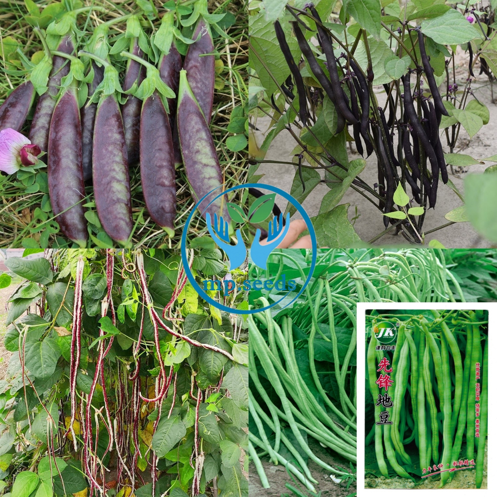 เมล็ดพันธุ์ ชุด ถั่วแขกไร้ค้าง ถั่วฝักยาว ฯ