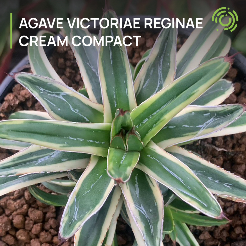 Agave Victoriae Reginae Cream Compact
