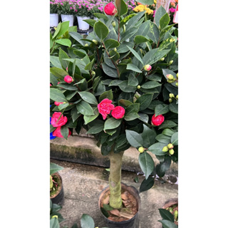 #Camellia 🌹 ตัดแต่งกิ่ง โชว์ต้น ดอกสีแดงดุจกระโปรงเจ้าหญิง 100-150cm