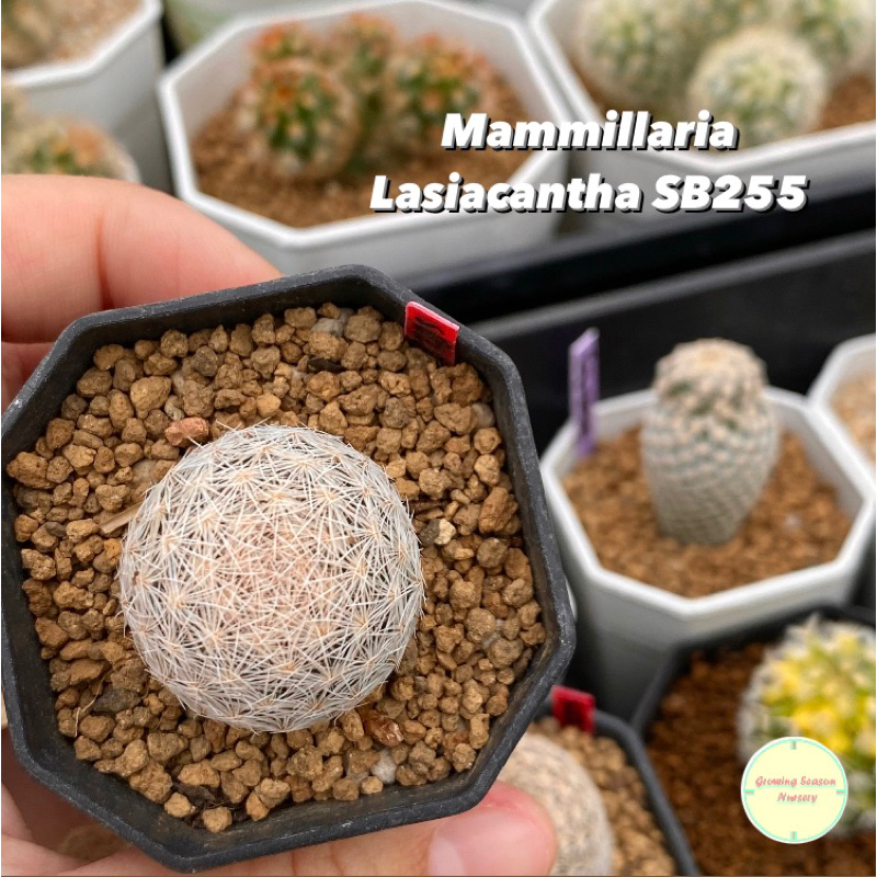 [ MAM22 ] แมมมิลลาเรีย ลาเซียแคนต้า SB255 (Mammillaria Lasiacantha SB255) แคคตัส กระบองเพชร ไม้อวบน้ำ ไม้เมล็ด