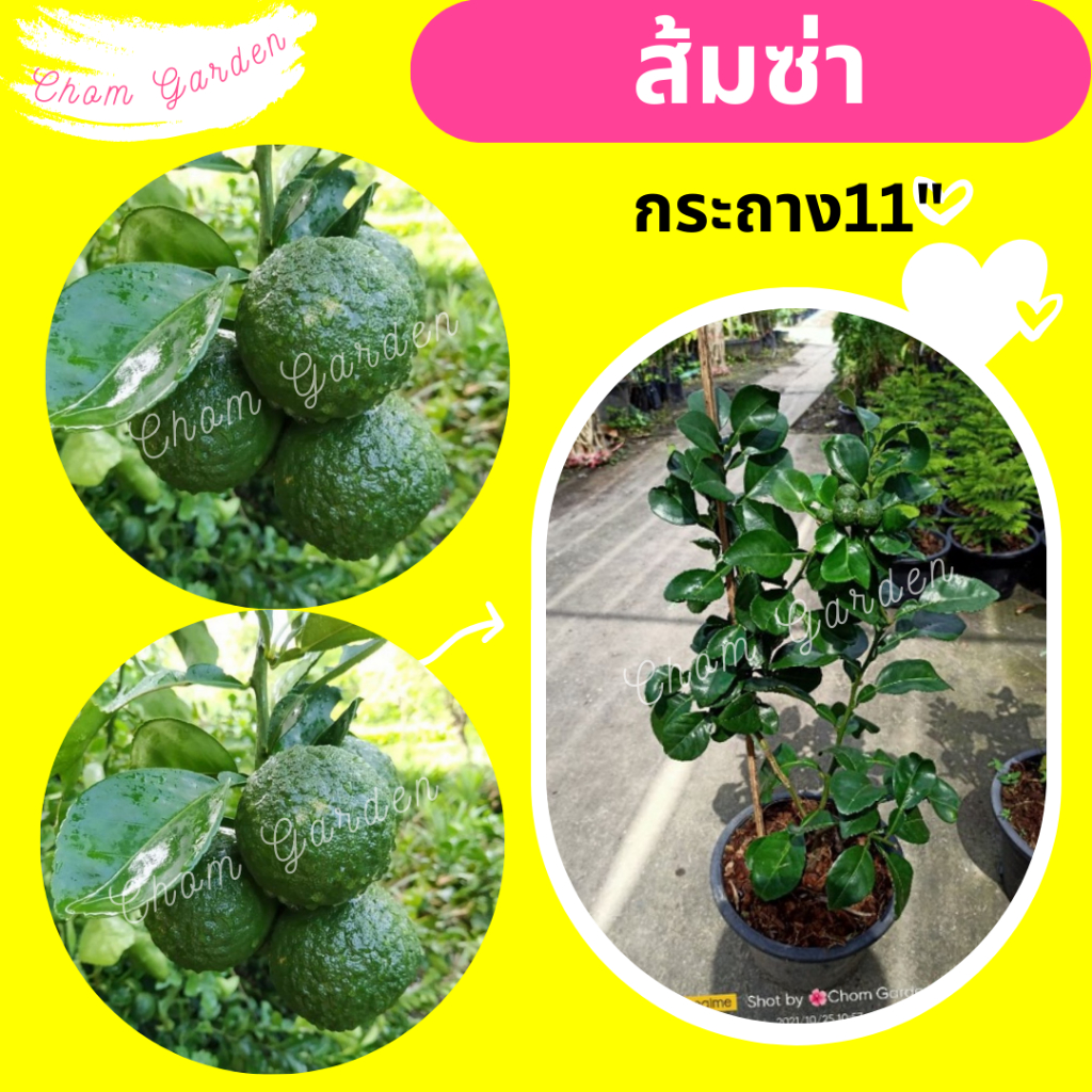 ต้นส้มซ่า ไม้ผลไทยโบราณ