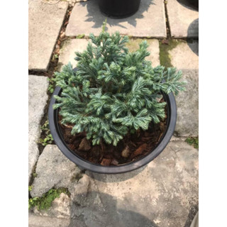 ต้นสนหิมะกระถาง 11