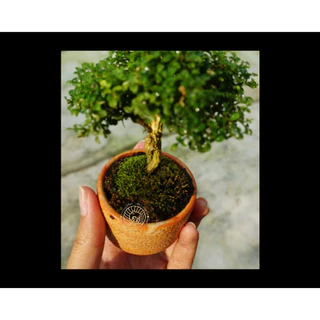 แก้วแคระ ใบละเอียด Dwarf Kamini (Dwarf Murraya Paniculata) ดอกสีขาว บอนไซจิ๋ว mini bonsai