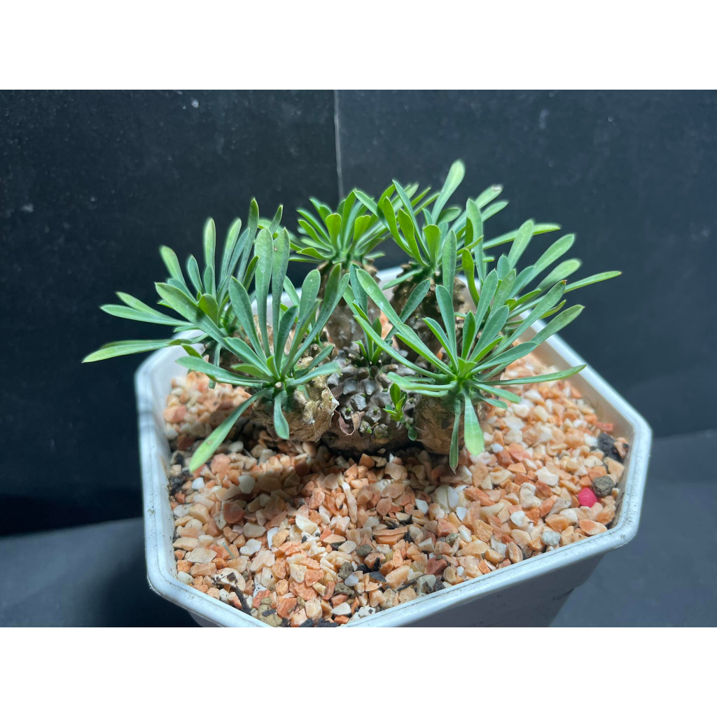 คนป่า หรือหัวสับปะรด จาโปนิก้า (Euphorbia Japonica)