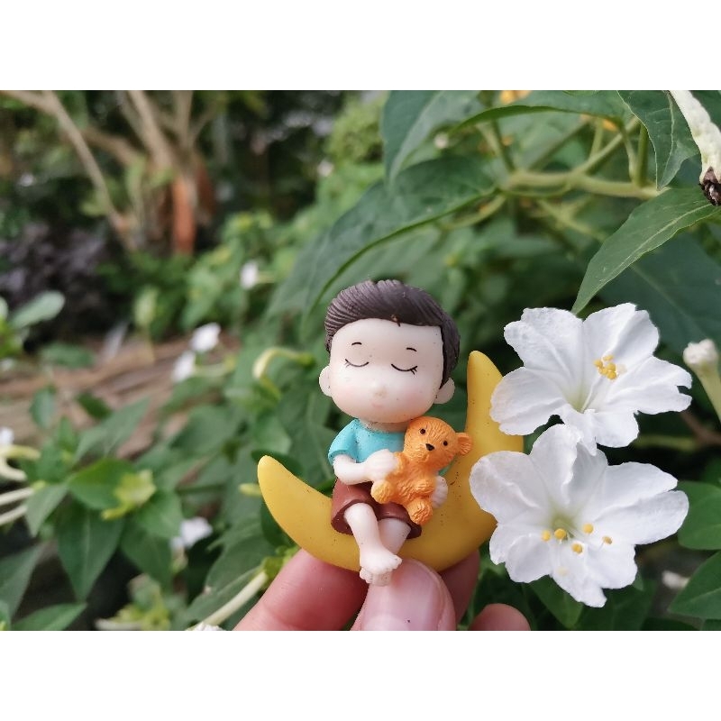 เมล็ดดอกบานเย็น​สีขาว ดอกหอม​ บานตอนเย็น​ ไม่ชอบแดดจัด​
