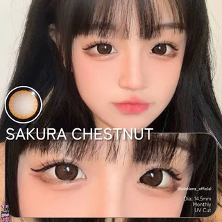 💋 มีค่าสายตา 💋 Wink sakura Gray Brown 💋 บิ๊กอาย รายเดือน มีอย แถมตลับฟรี กรองแสง มีอย. เลนส์นิ่ม สวยปังมาก ตาโต Tiktok