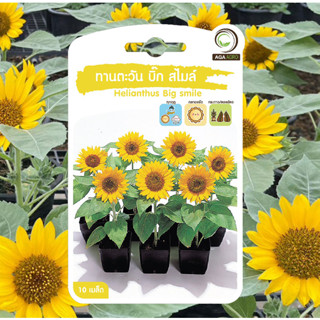 เมล็ดทานตะวันบิ๊กสไมล์ 10 เมล็ด