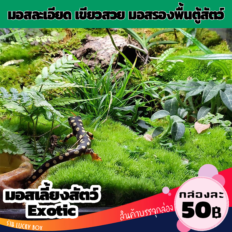 มอส มอสละเอียด มอสตกแต่งตู้สัตว์เลี้ยง Vivarium Exotic pet กล่องละ 50 บาท
