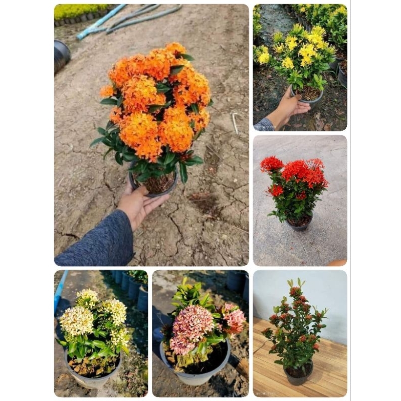 ต้นเข็ม สี แดง  ขาว. ชมพู ส้ม เหลือง แดงพิกุล รวมกันได้ ขั้นต่ำสีละ2ต้น