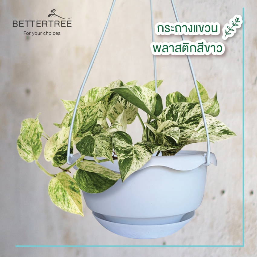 กระถางพลาสติกแขวนสีขาว 7.5 นิ้ว มีถาดรองในตัว   กระถางแขวนมินอมอล กระถาง
