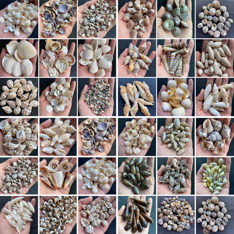 เปลือกหอยสังข์ธรรมชาติ 50g วัสดุงานฝีมือ DIY สำหรับทำเครื่องประดับเปลือกหอยและตกแต่งสวน