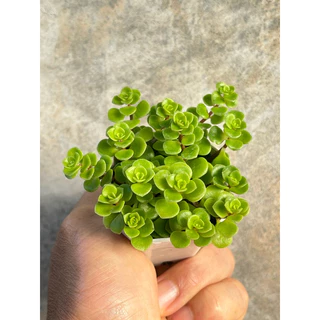 กุหลาบไพลิน (Sedum Makinoir) กุหลาบหิน ไม้อวบน้ำ ขนาด กระถาง 2 นิ้ว