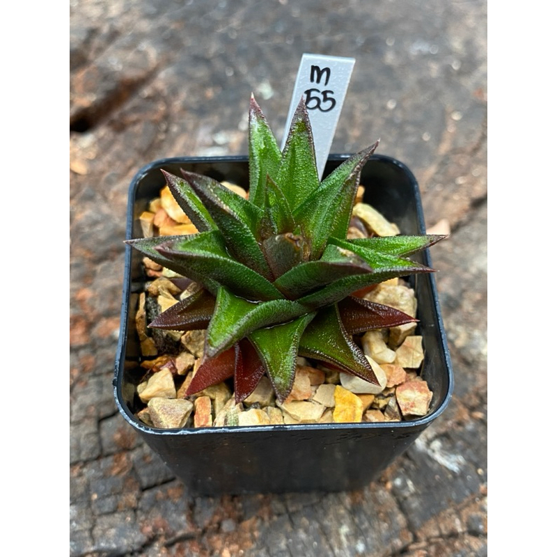 Haworthia Hybird Thailand ขนาดกระถาง 2 นิ้ว จัดส่งทั้งกระถาง รหัส M55-80